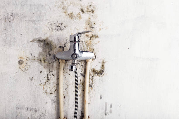Best Certified Mold Removal  in Fullerton, PA