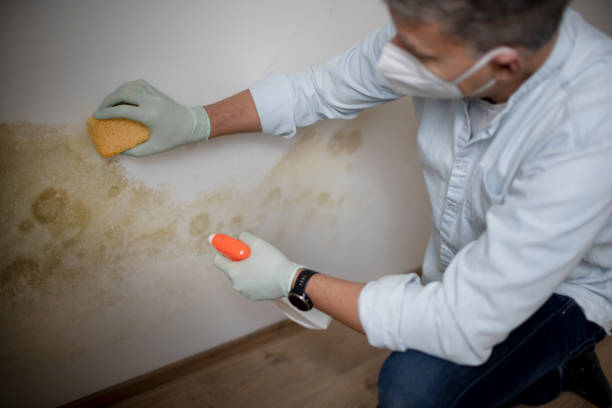 Best Mold Testing  in Fullerton, PA